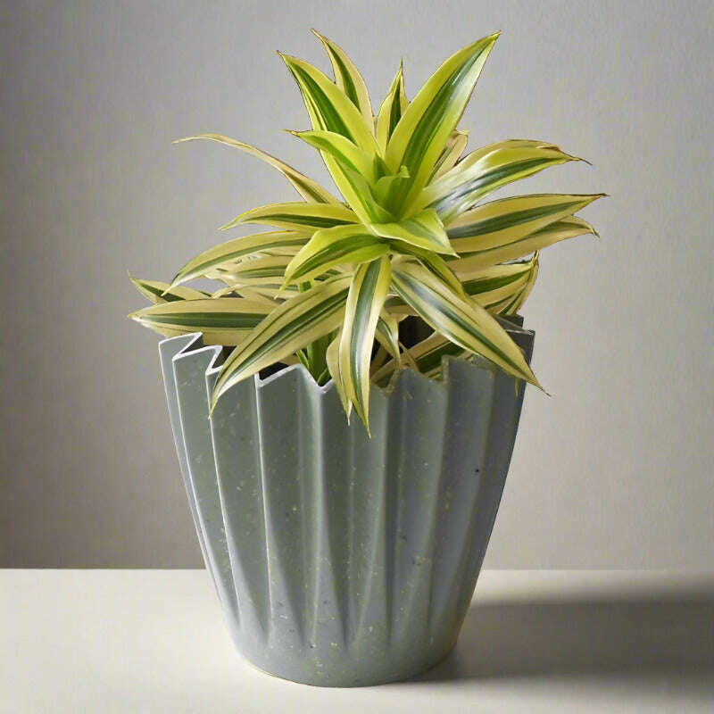 Dracaena Reflexa | Song of India Houseplant - Plant and Sage Green Corrugated Pot | Small Indoor Plants