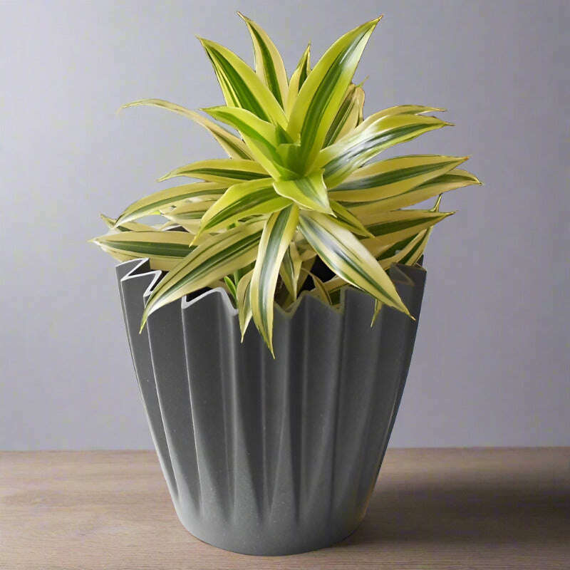 Dracaena Reflexa | Song of India Houseplant - Plant and Grey Corrugated Pot | Small Indoor Plants