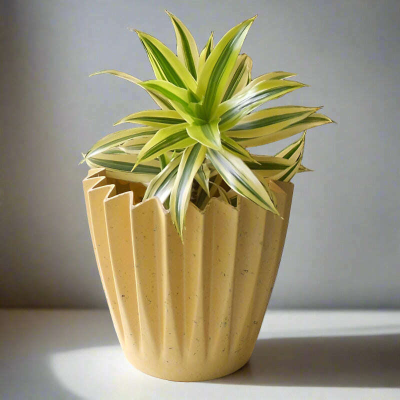 Dracaena Reflexa | Song of India Houseplant - Plant and Yellow Corrugated Pot | Small Indoor Plants