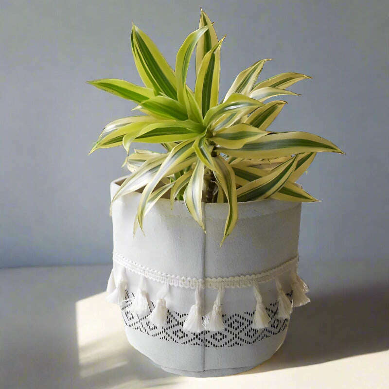 Dracaena Reflexa | Song of India Houseplant - Plant and Cotton Tasselled Pot Cover | Small Indoor Plants