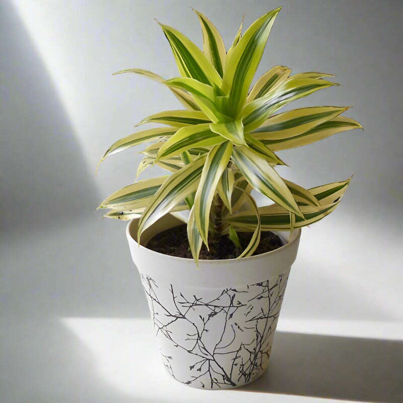 Dracaena Reflexa | Song of India Houseplant - Plant and Bamboo Pot | Small Indoor Plants