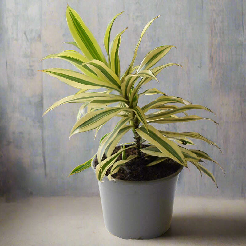 Dracaena Reflexa | Song of India Houseplant Small Indoor Plants