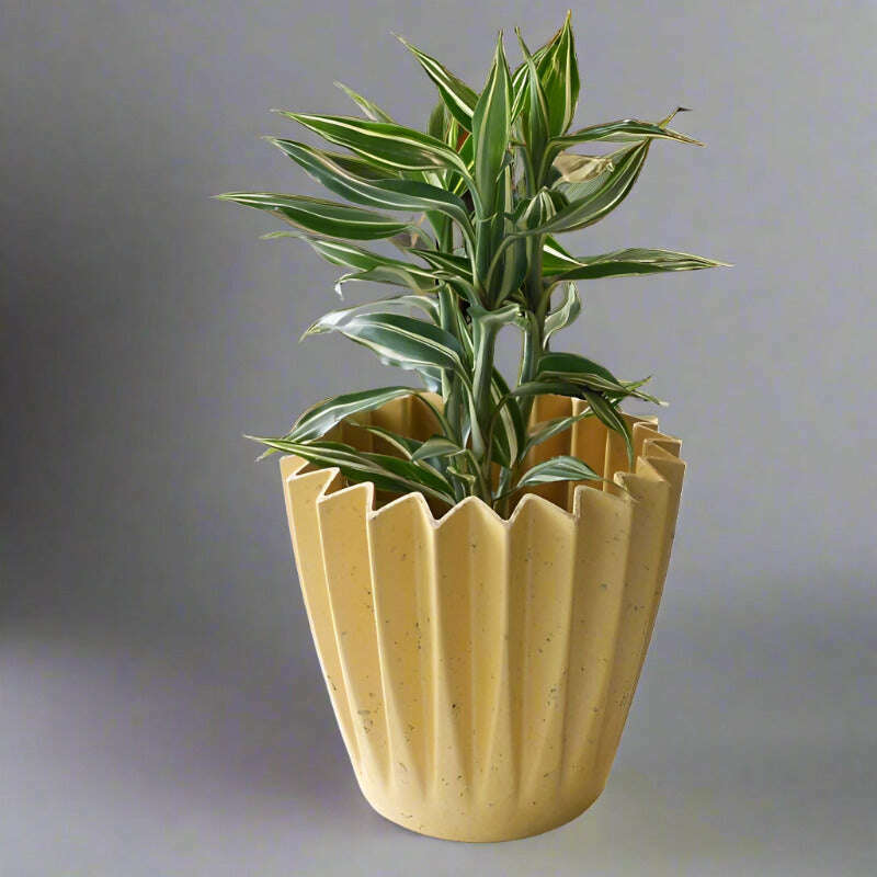 dracaena-sanderiana-victory-lucky-bamboo-houseplant-small-indoor-plants-3Ad