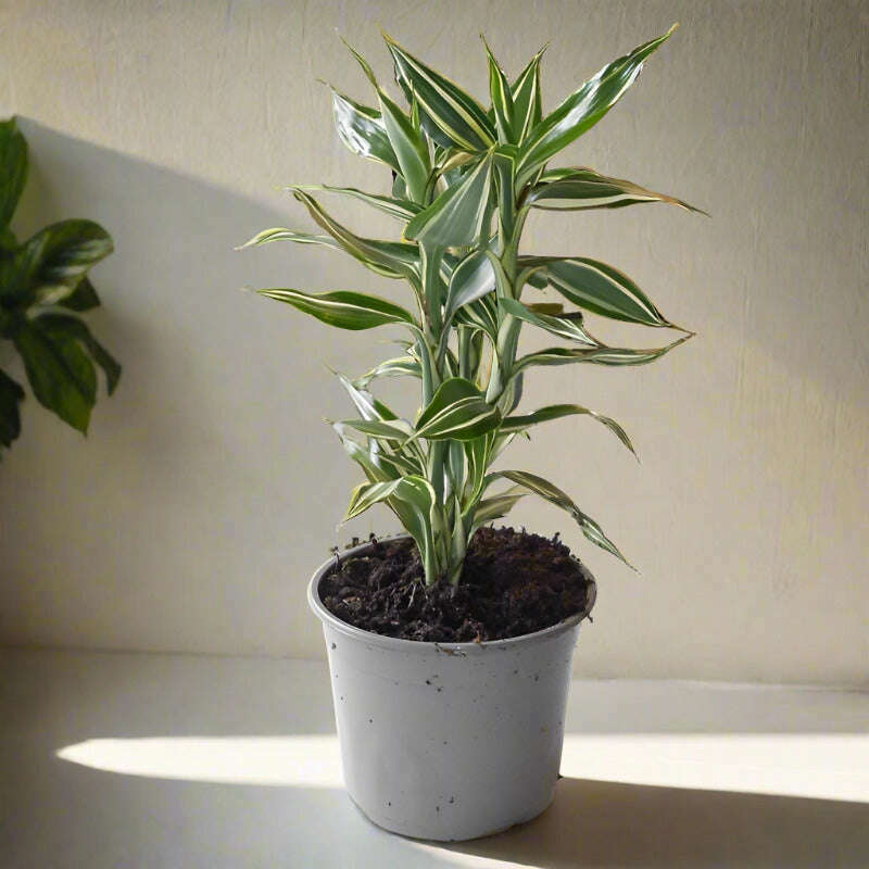 dracaena sanderiana white stripe Dracaena Sanderiana Victory (Lucky Bamboo Houseplant)