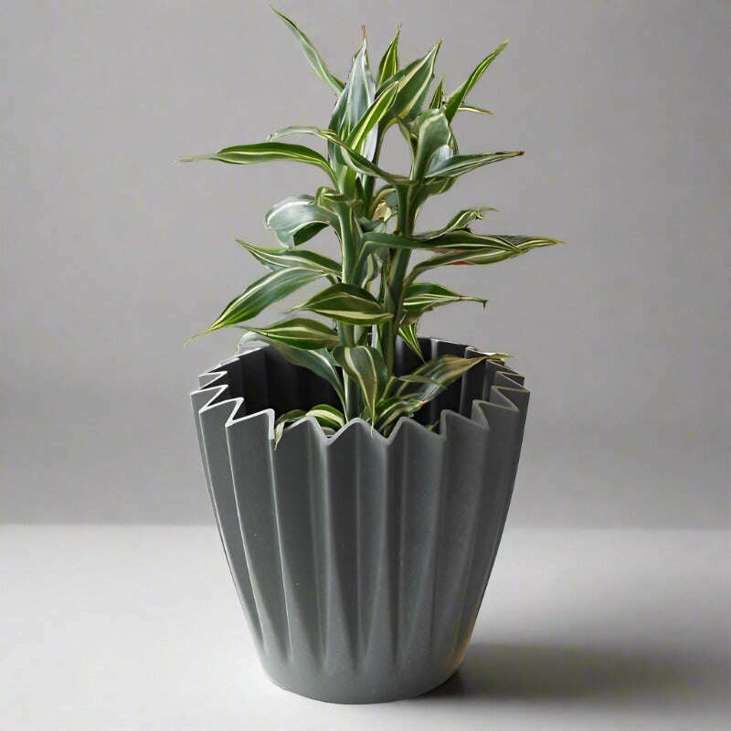 dracaena-sanderiana-victory-lucky-bamboo-houseplant-small-indoor-plants-Yso