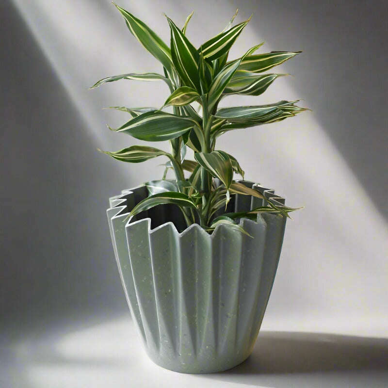 white stripe lucky bamboo Dracaena Sanderiana Victory (Lucky Bamboo Houseplant)