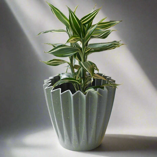 Dracaena Sanderiana Victory (Lucky Bamboo Houseplant) - Plant and Sage Green Corrugated Pot | Small Indoor Plants