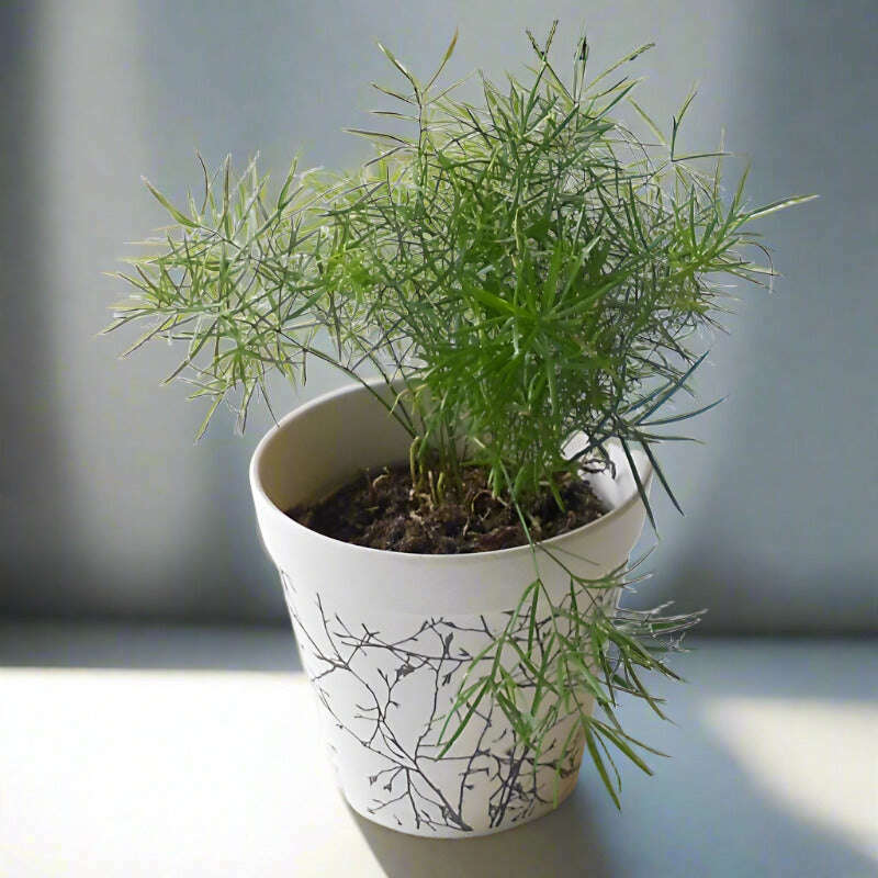 emerald-feather-fern-sprengeri-fern-houseplant-small-indoor-plants-5GY