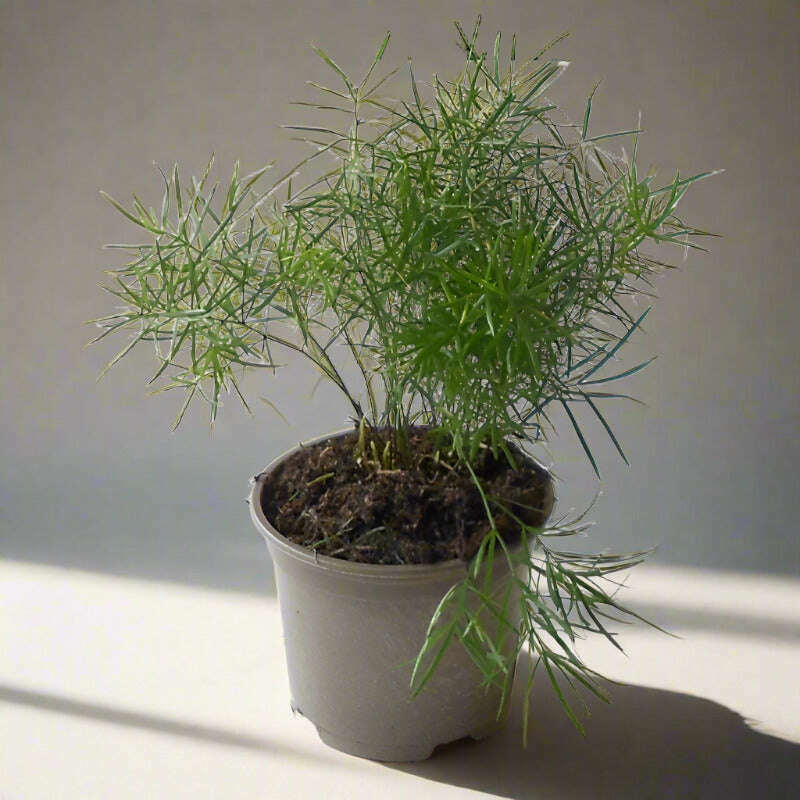 emerald-feather-fern-sprengeri-fern-houseplant-small-indoor-plants-hLc