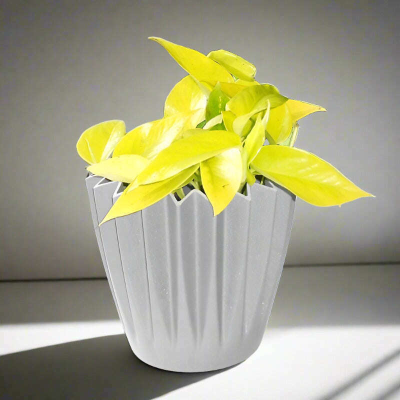 Golden Pothos (Scindapsus Golden Queen Houseplant) Small Indoor Plants