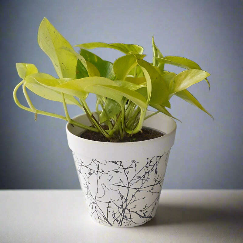 Golden Pothos (Scindapsus Golden Queen Houseplant) - Plant and Bamboo Pot | Small Indoor Plants