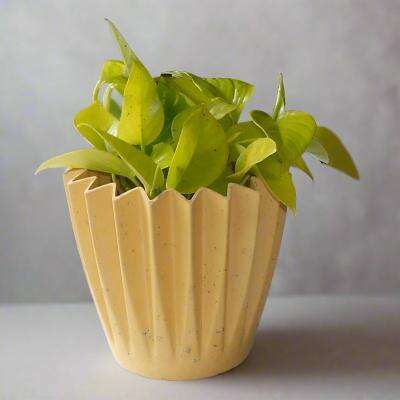 Golden Pothos (Scindapsus Golden Queen Houseplant) - Plant and Yellow Corrugated Pot | Small Indoor Plants