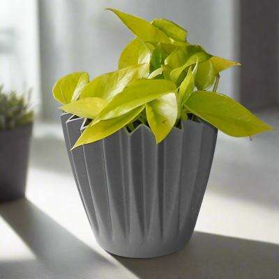 Golden Pothos (Scindapsus Golden Queen Houseplant) - Plant and Grey Corrugated Pot | Small Indoor Plants