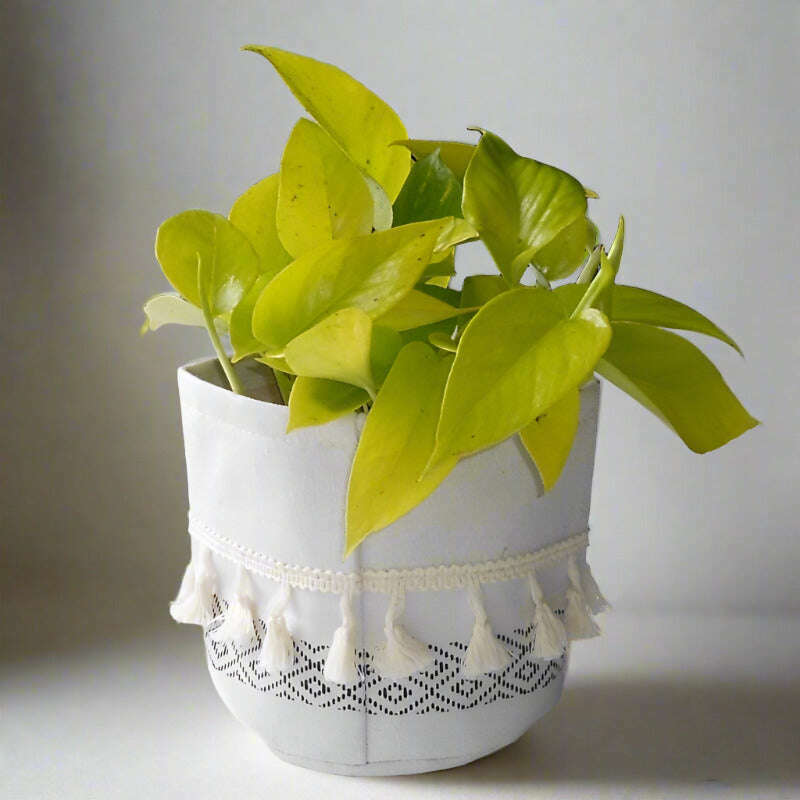 Golden Pothos (Scindapsus Golden Queen Houseplant) - Plant and Cotton Tasselled Pot Cover | Small Indoor Plants
