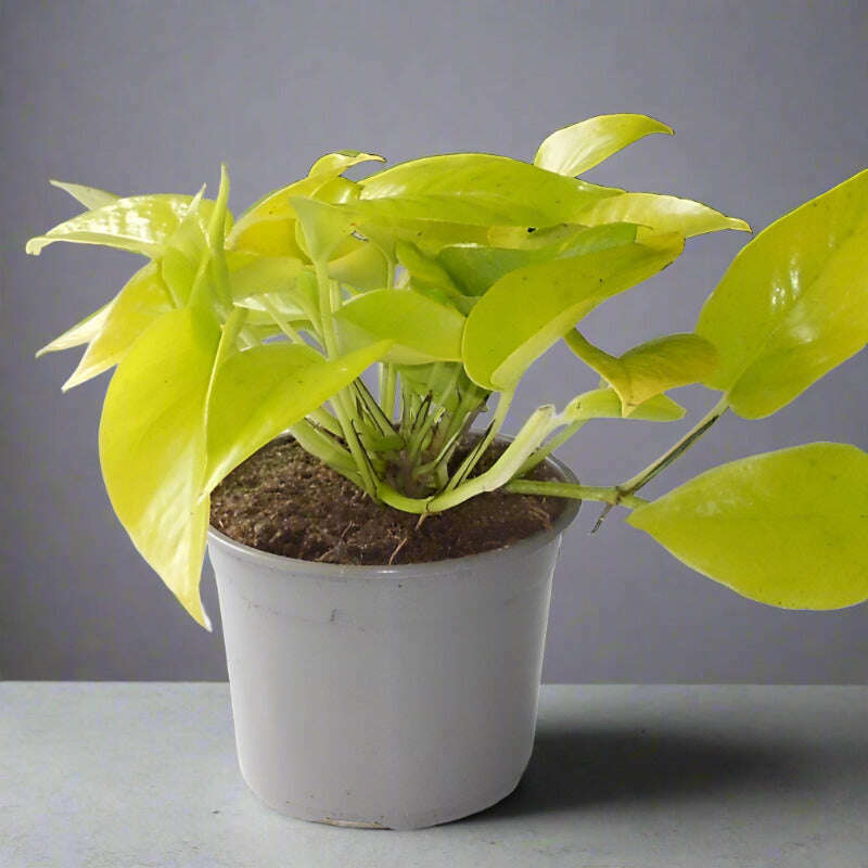 Golden Pothos (Scindapsus Golden Queen Houseplant) - Plant in Plastic Nursery Pot | Small Indoor Plants