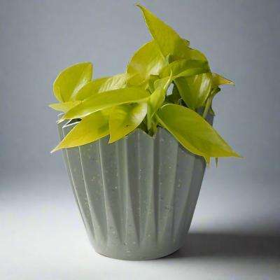 Golden Pothos (Scindapsus Golden Queen Houseplant) - Plant and Sage Green Corrugated Pot | Small Indoor Plants