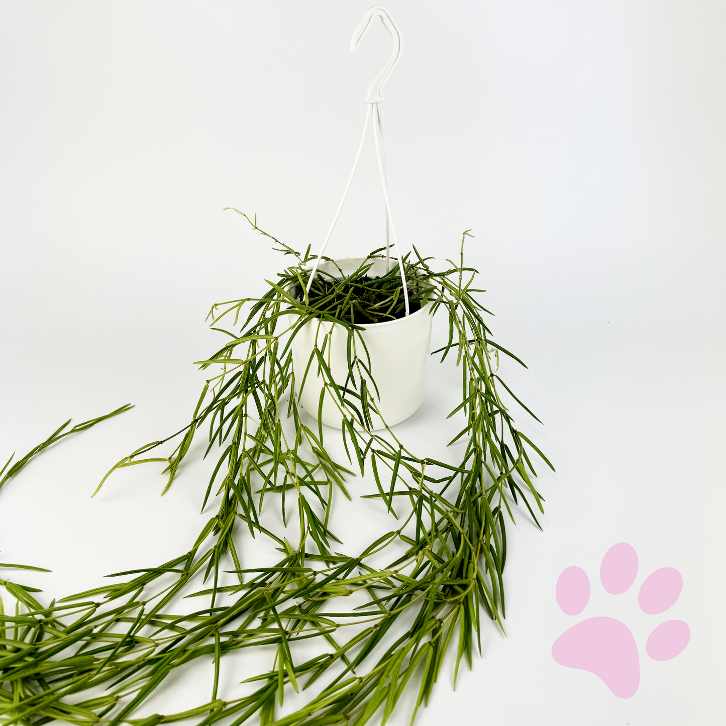 Hoya Linearis 14cm Houseplant