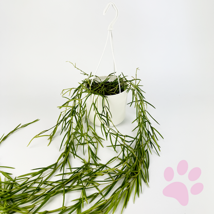 Hoya Linearis 14cm Houseplant