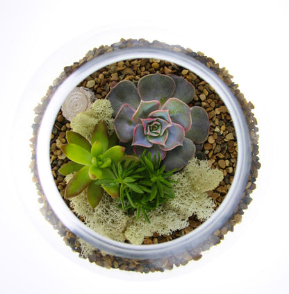 The Haven - Glass Globe Terrarium with Succulent Plants