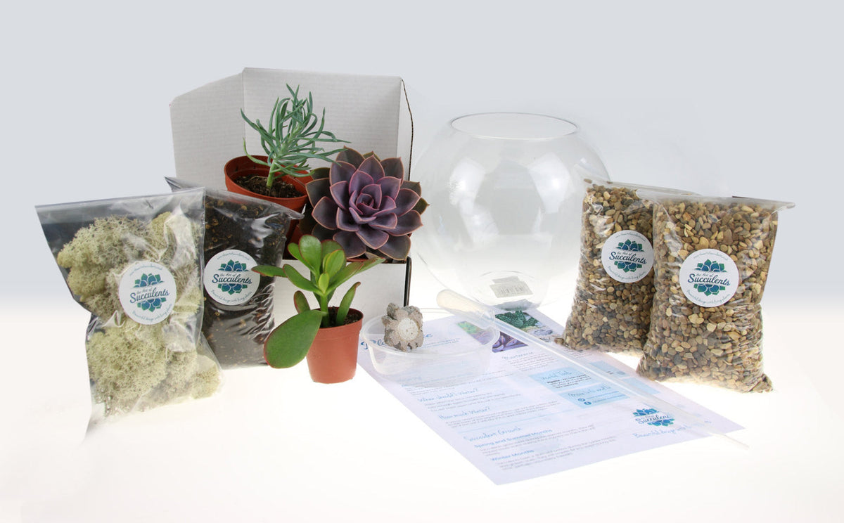 The Haven - Glass Globe Terrarium with Succulent Plants