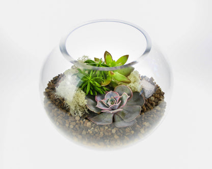 The Haven - Glass Globe Terrarium with Succulent Plants