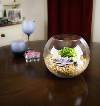 The Haven - Glass Globe Terrarium with Succulent Plants