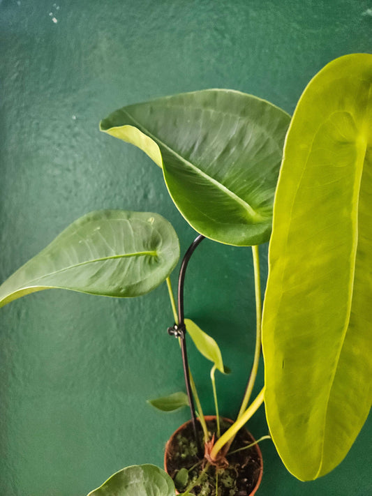 Anthurium Peltigerum Houseplant - Aracacae Indoor Plant