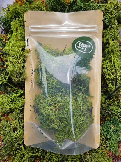 Reindeer Moss Decorative Terrarium Plant