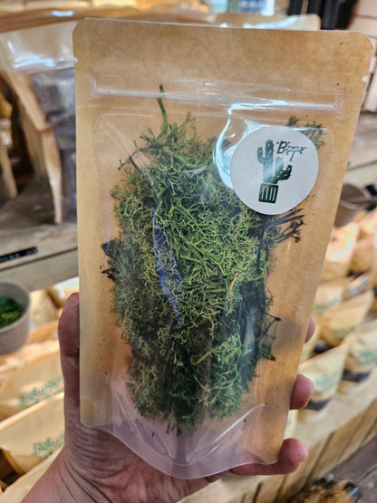 Reindeer Moss Decorative Terrarium Plant