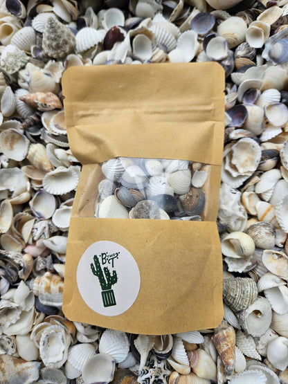 Decorative Shells for Terrarium - Shell Decor