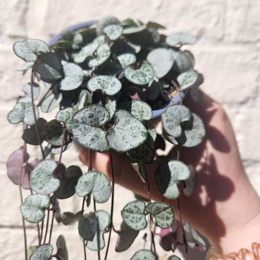Ceropegia woodii 'Silver Glory' (String of Hearts)