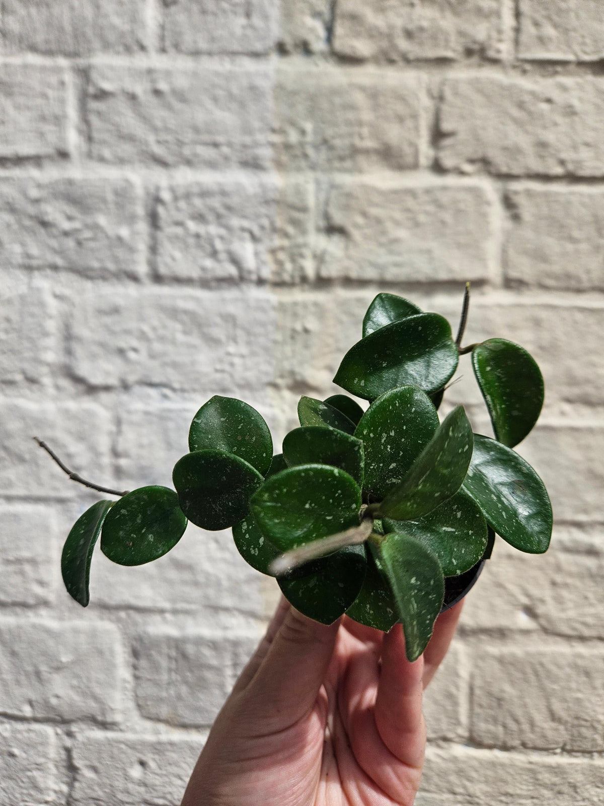 Hoya Mathilde splash Houseplant