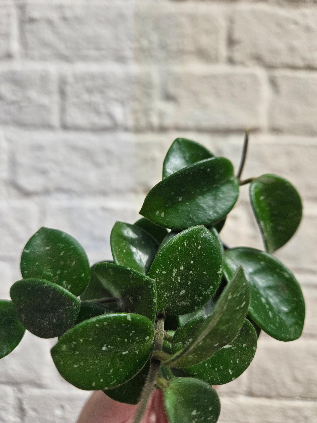 Hoya Mathilde splash Houseplant