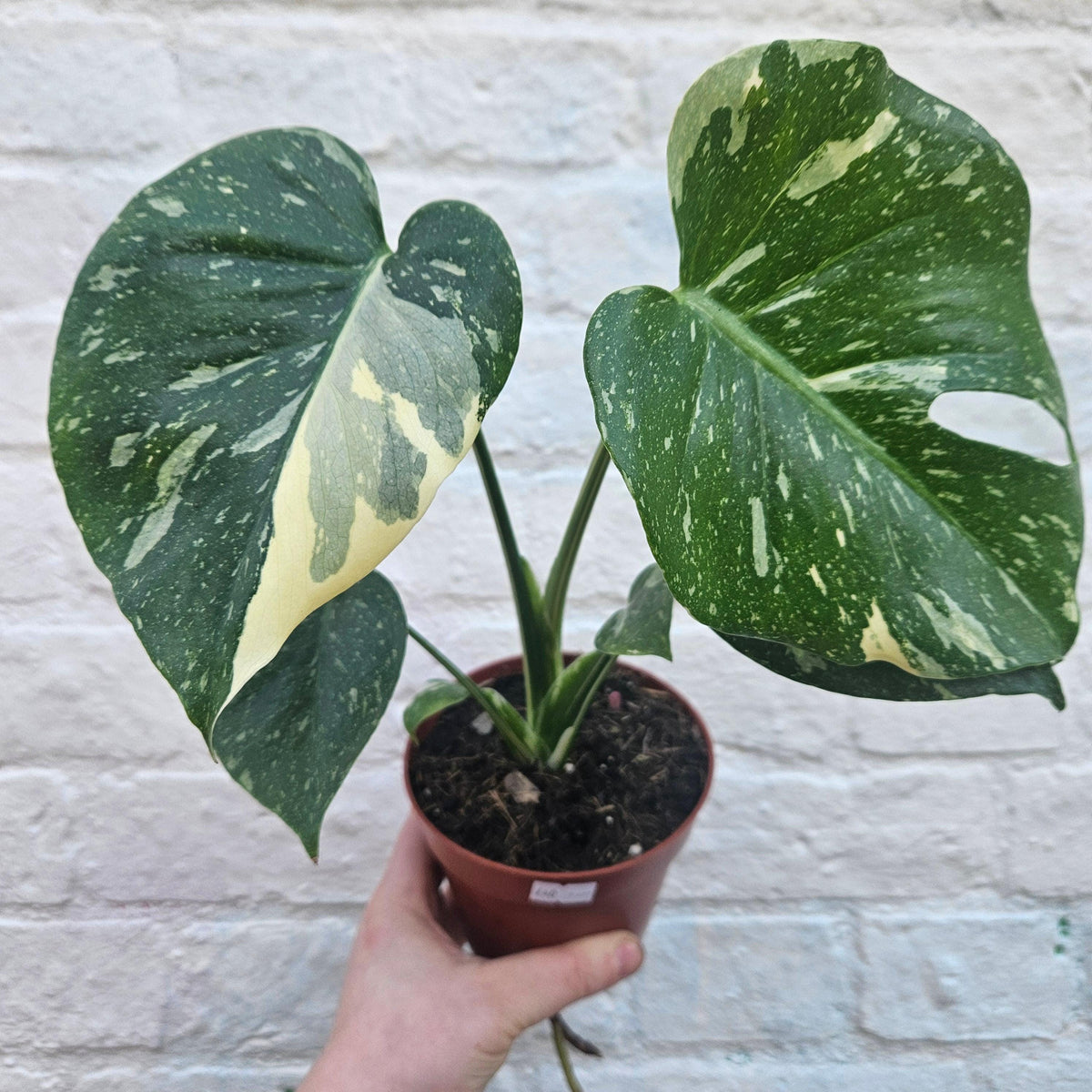 Monstera deliciosa 'Thai Constellation' (Variegated Monstera)
