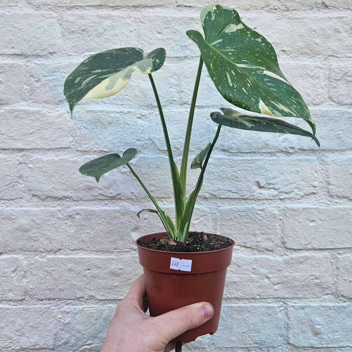 Monstera deliciosa 'Thai Constellation' (Variegated Monstera)