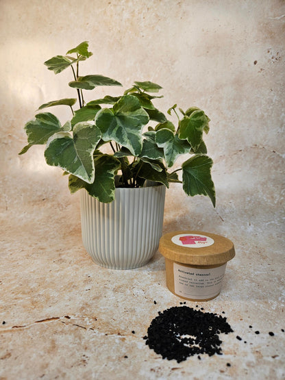 Activated Charcoal for Indoor Plants