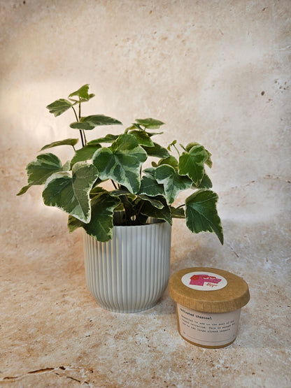 Activated Charcoal for Indoor Plants