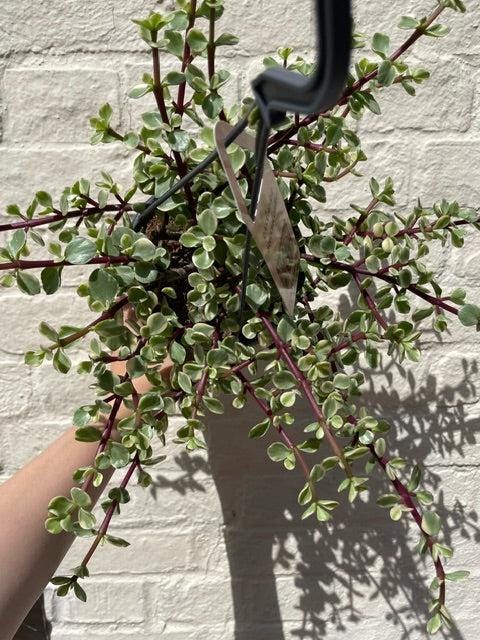 Portulacaria Afra Variegata Houseplant - Elephant Bush Plant