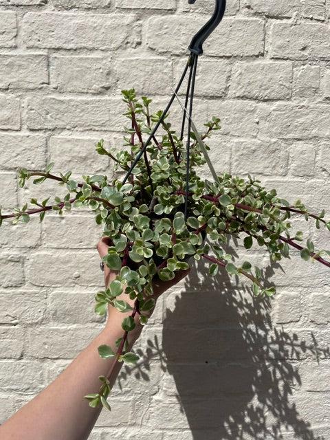 Portulacaria Afra Variegata Houseplant - Elephant Bush Plant