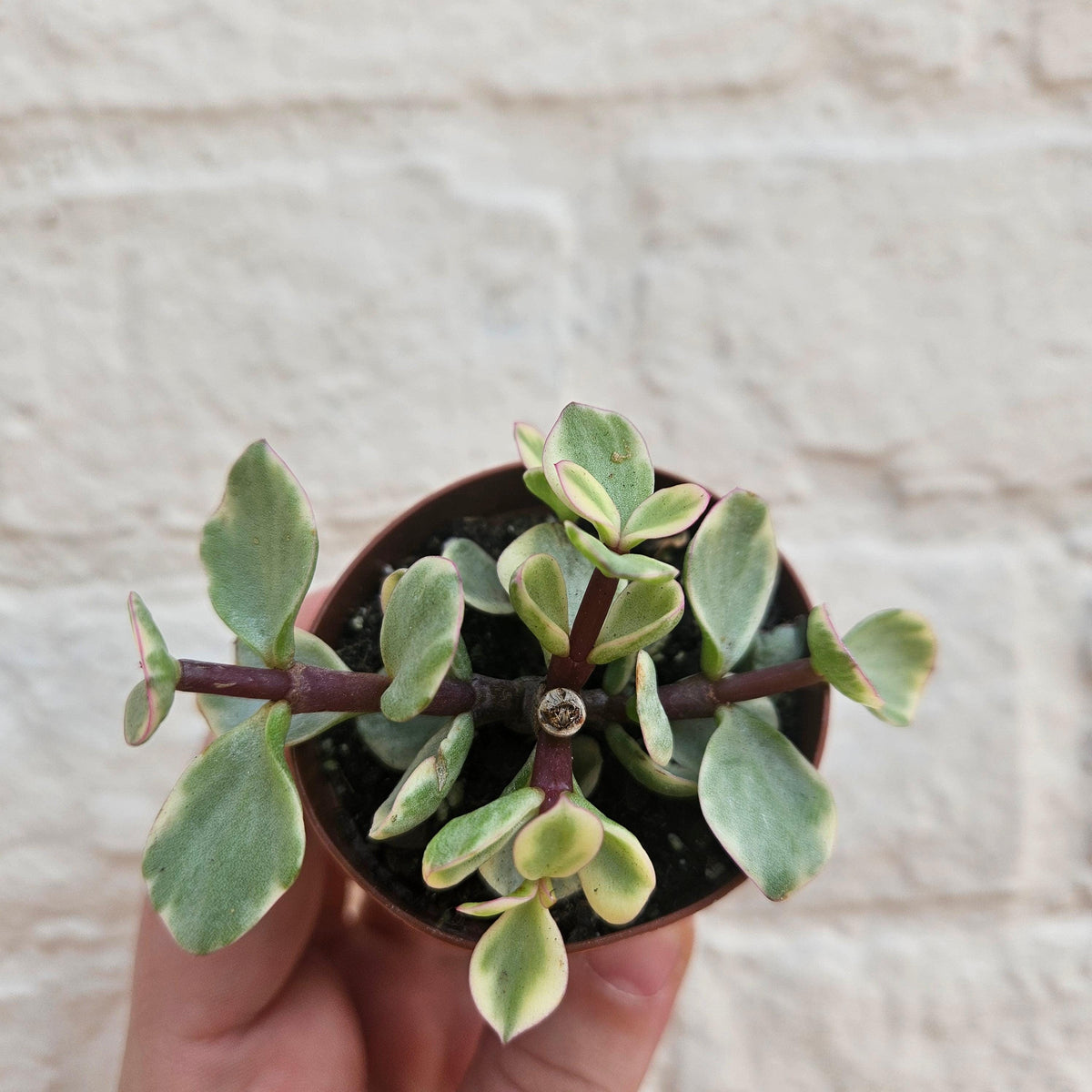 Portulacaria Afra Variegata Houseplant - Elephant Bush Plant