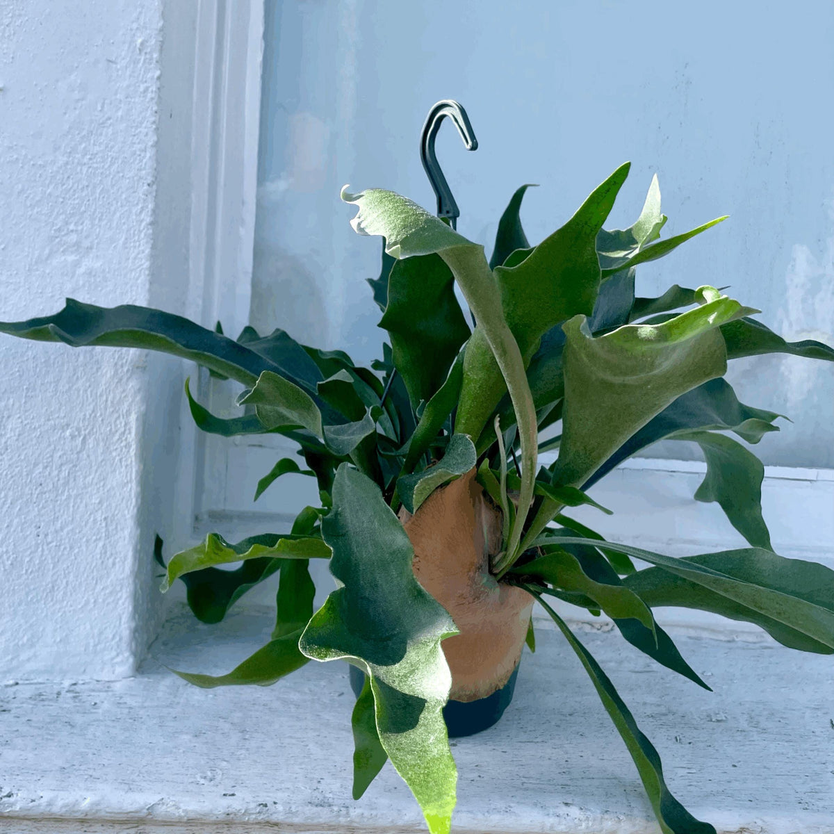 Platycerium bifurcatum (Staghorn fern)