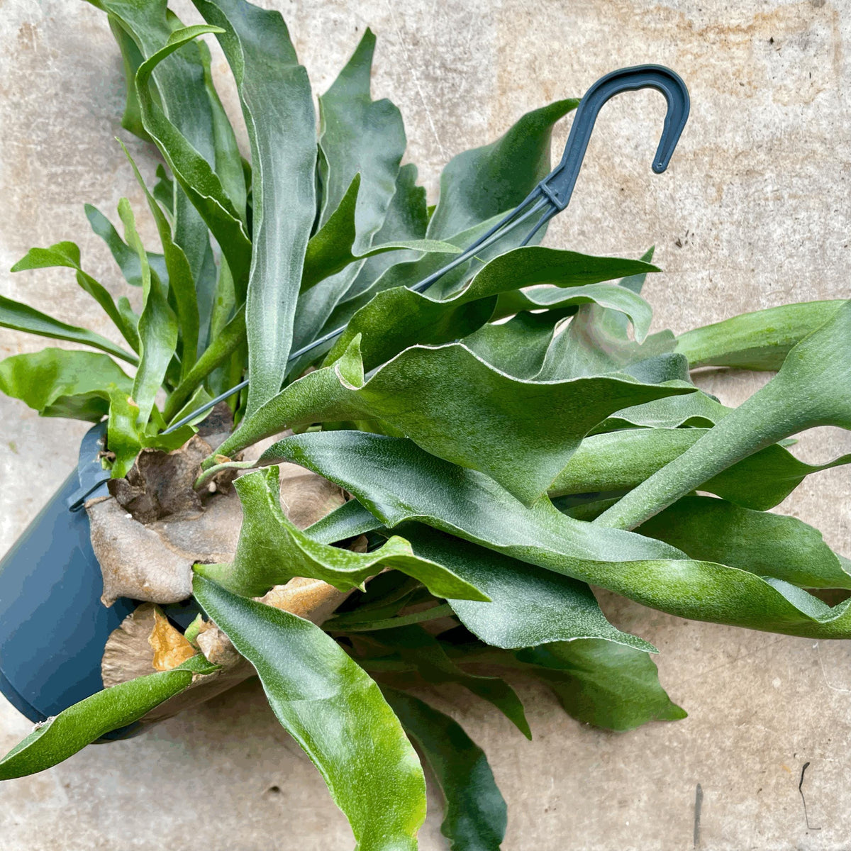 Platycerium bifurcatum (Staghorn fern)