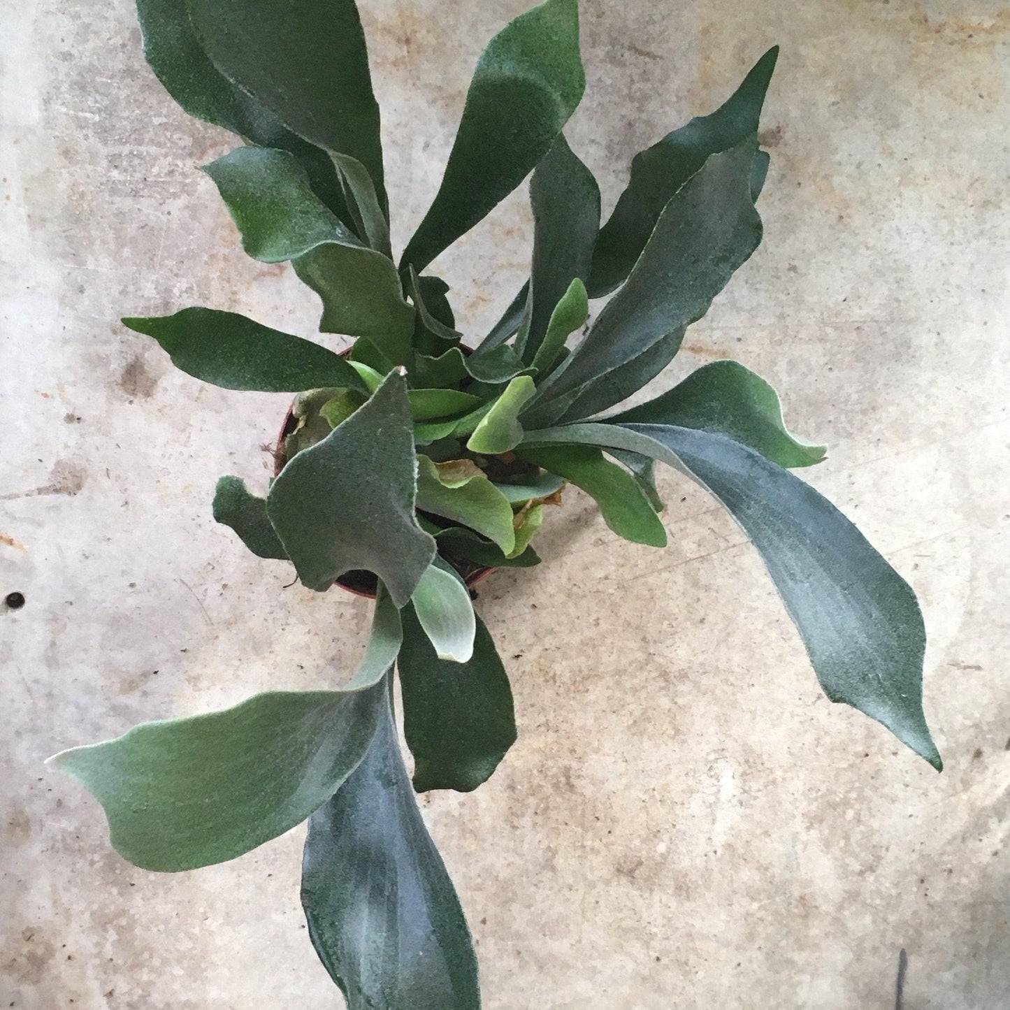 Platycerium bifurcatum (Staghorn fern)