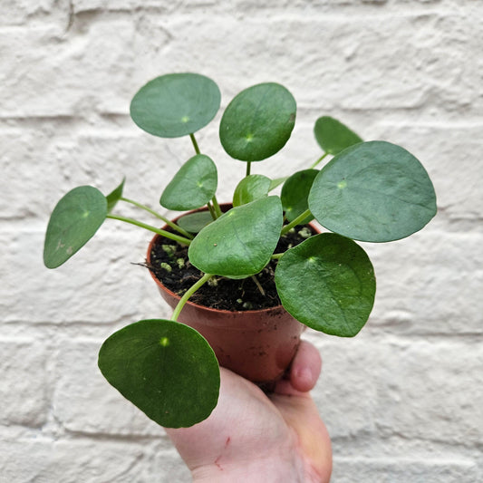 Pilea peperomioides (Chinese Money Plant)