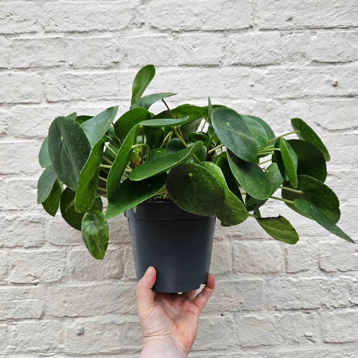 Pilea peperomioides (Chinese Money Plant)
