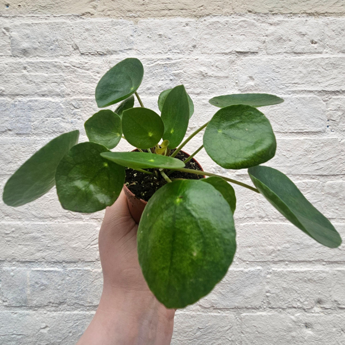 Pilea peperomioides (Chinese Money Plant)