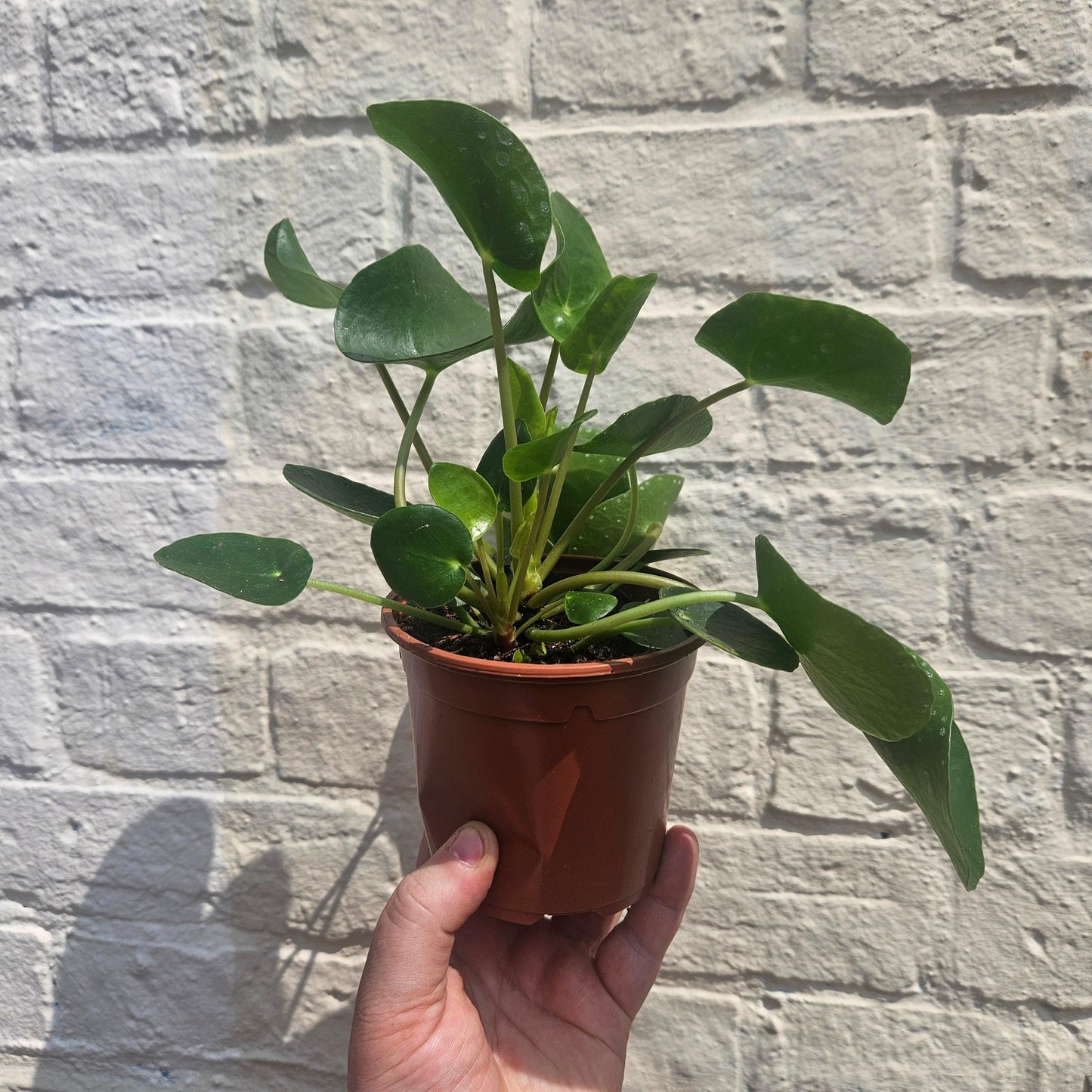 Pilea peperomioides (Chinese Money Plant)