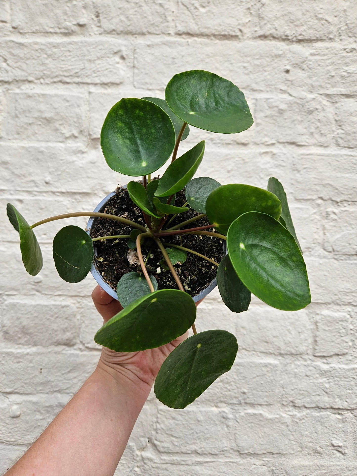 Pilea peperomioides (Chinese Money Plant)