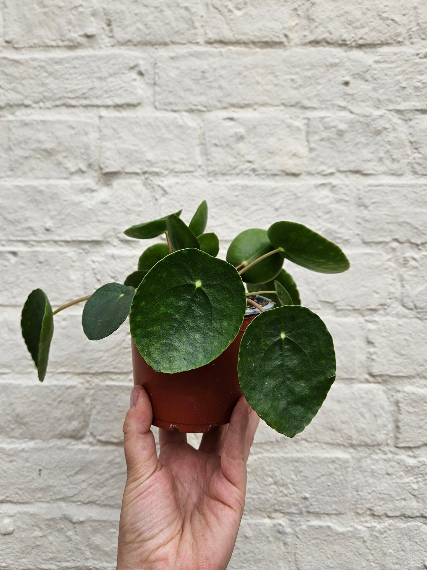 Pilea peperomioides (Chinese Money Plant)