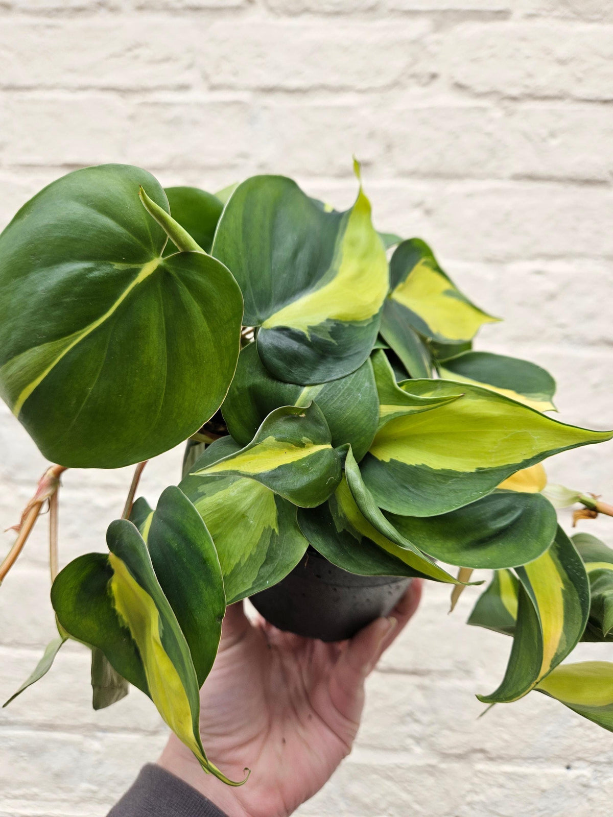 Philodendron Hederaceum 'Brasil' Houseplant - Trailing Plant